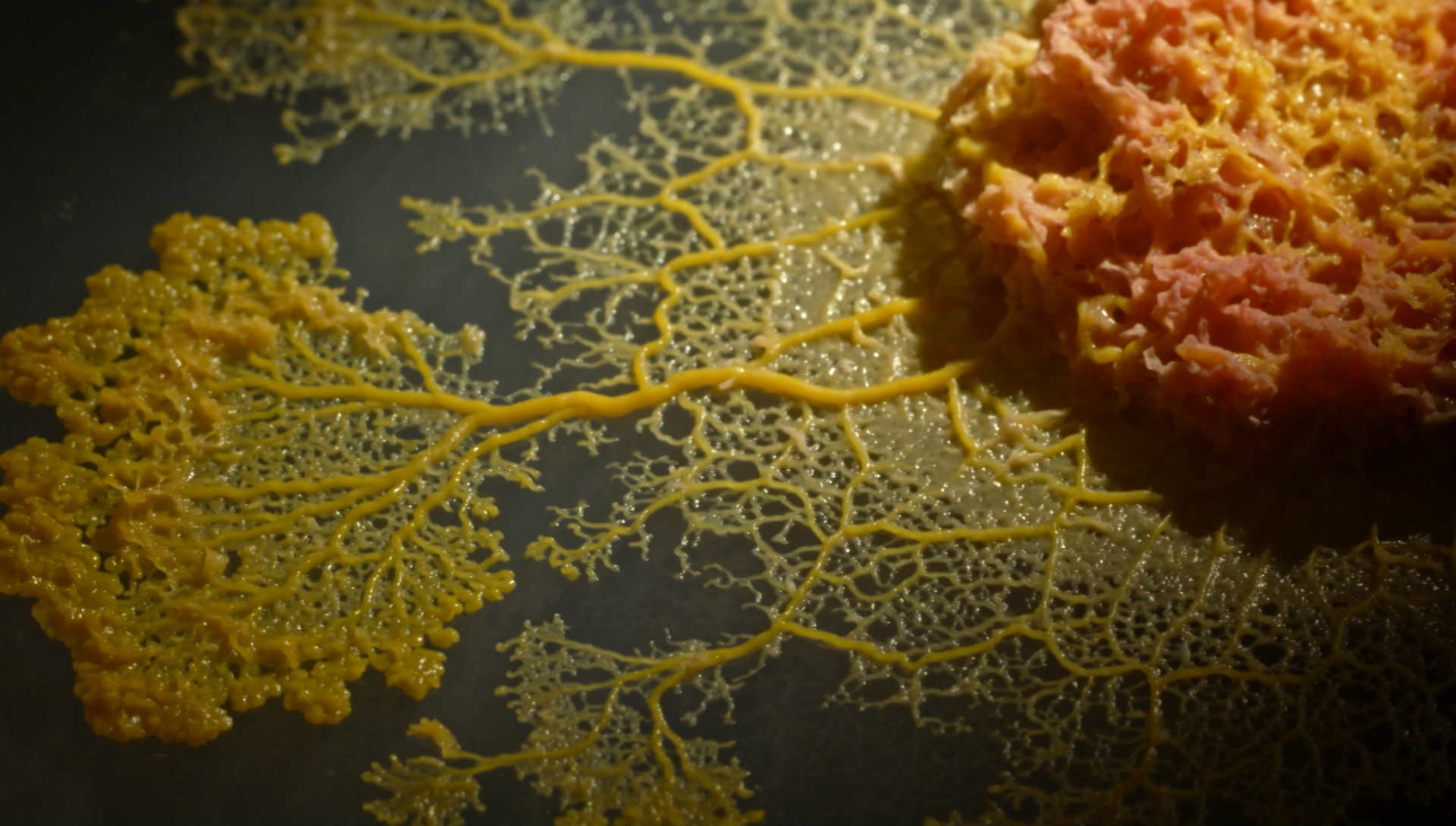 Le blob un dr le de h ros de documentaire scientifique cnc