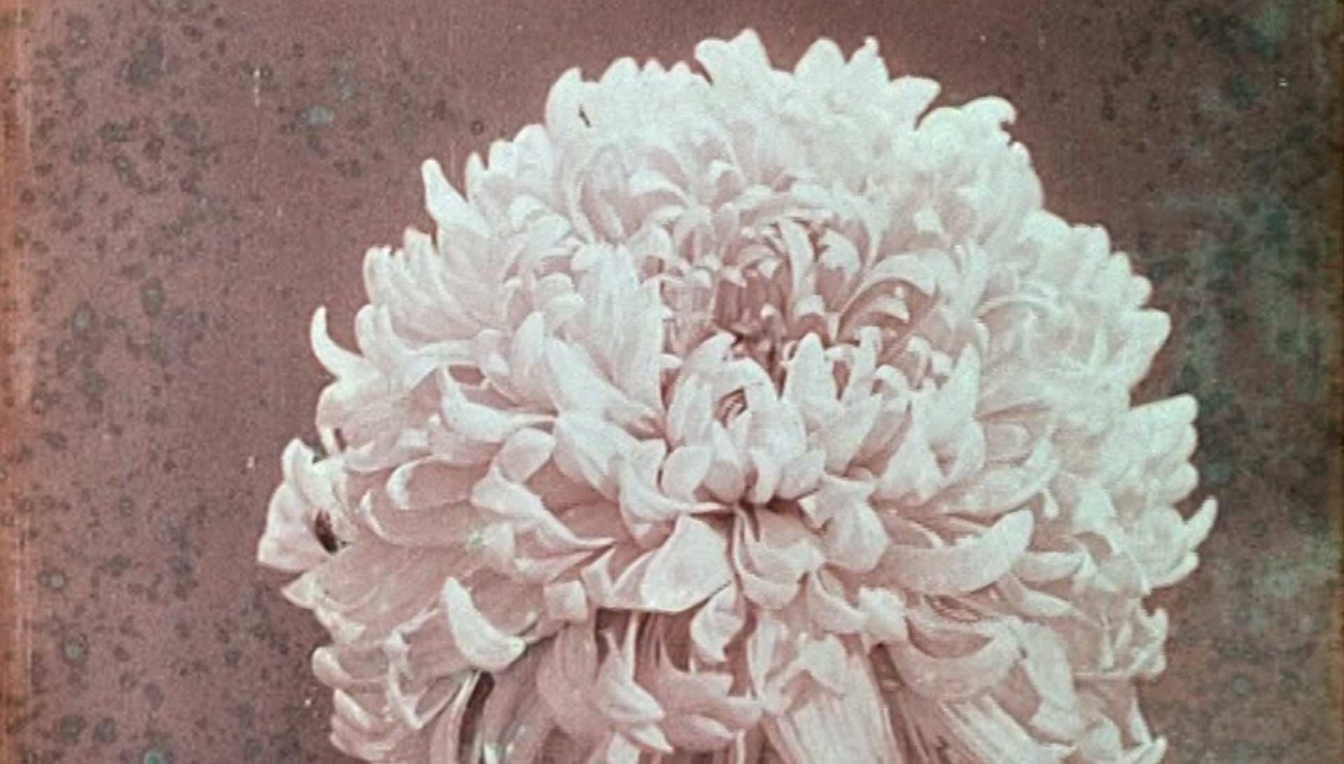 Le Chrysanthème