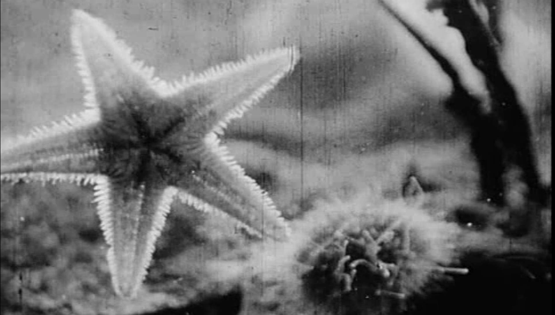 Les Echinodermes