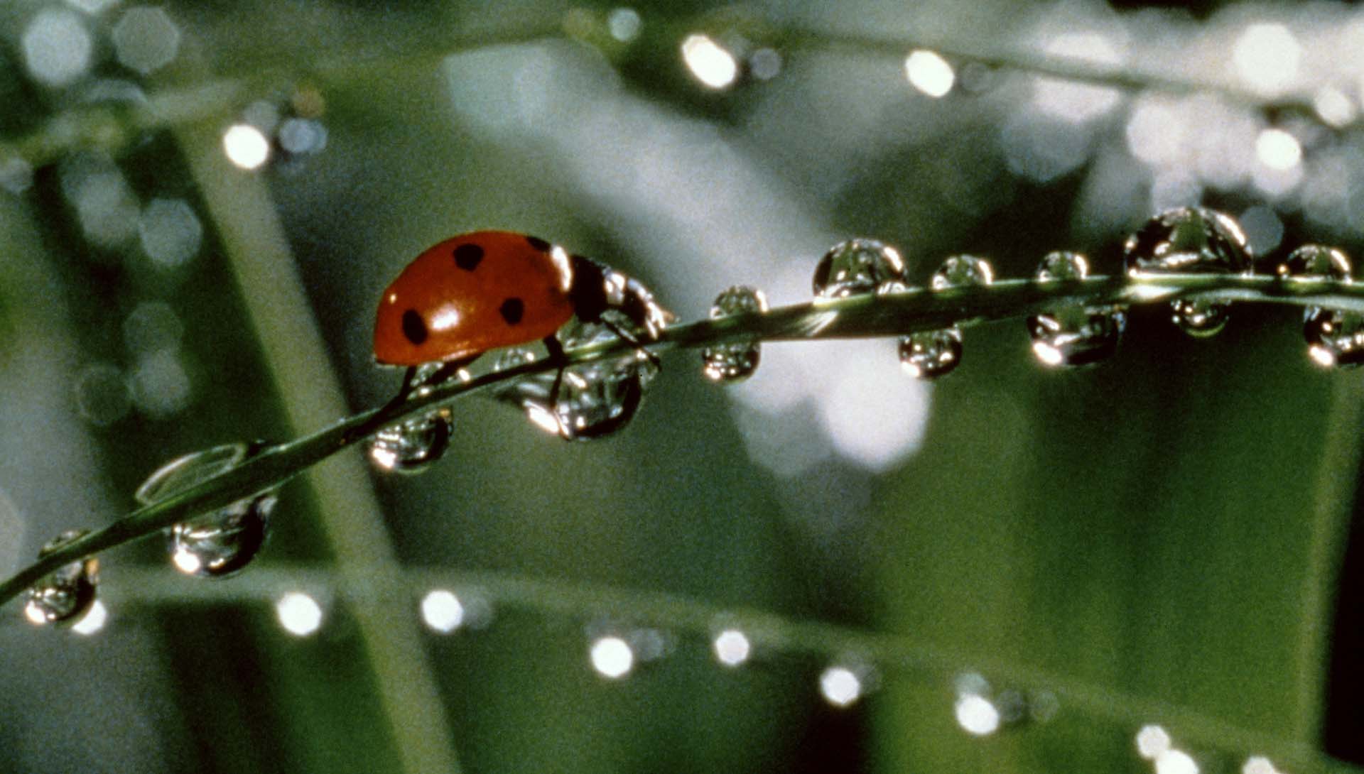 Microcosmos : Le Peuple de l’herbe  de Claude Nuridsany et Marie Perennou