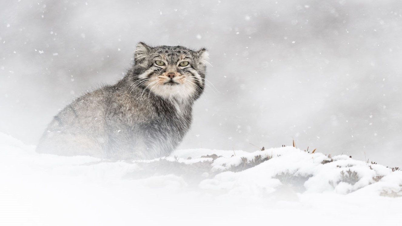 « La Panthère des neiges » de Vincent Munier et Marie Amiguet est projeté en avant-première au FIFMA.