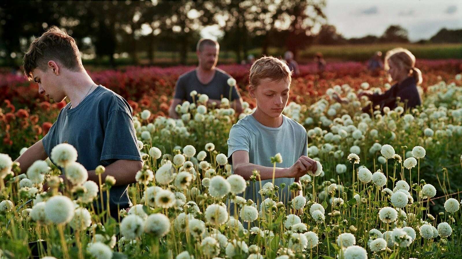 « Close » du cinéaste belge Lukas Dhont.