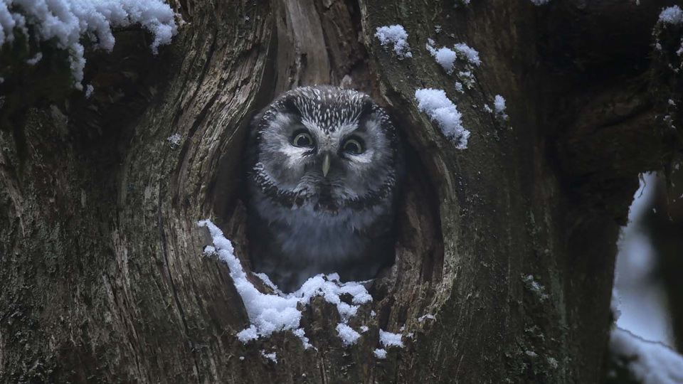 le+chant+des+forets-2