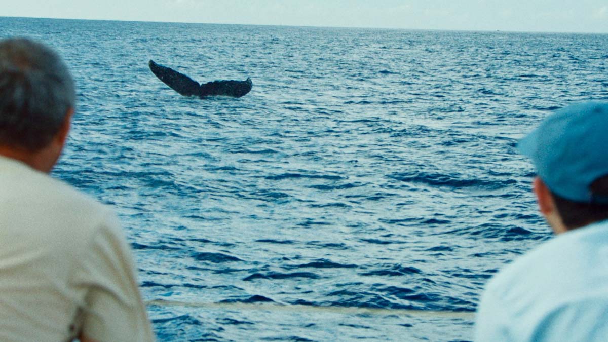 baleine-musicien-1