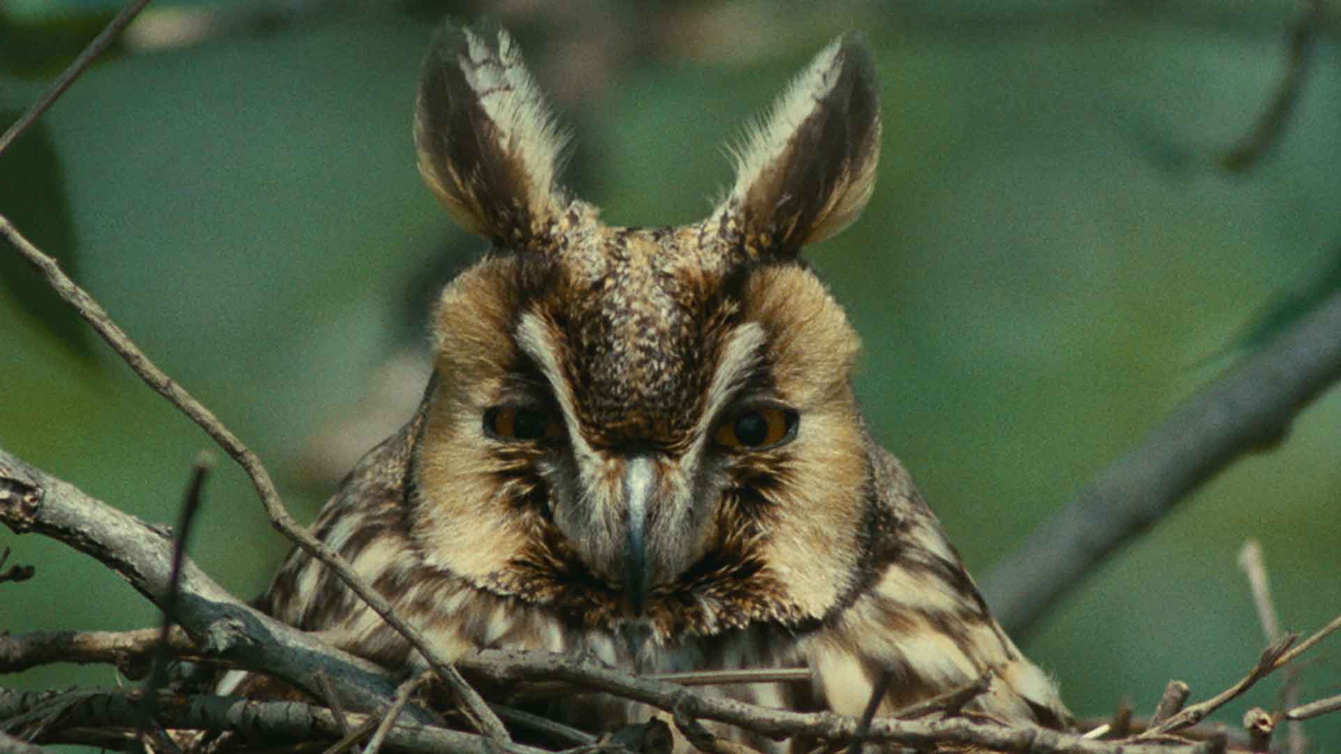 Gros plan sur un hibou