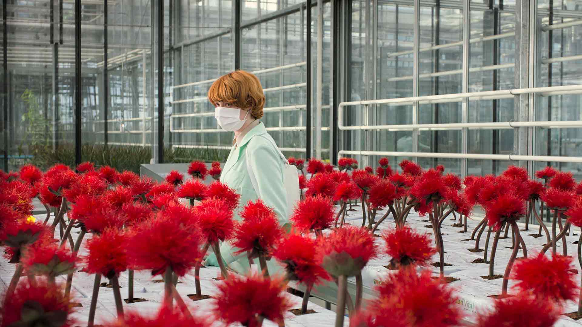 Une femme est dans une serre, entourée de fleurs rouges.