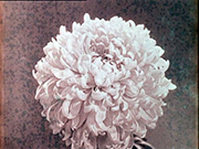 chrysantheme_aff.jpg