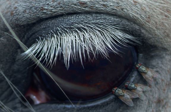 Animal.jpg