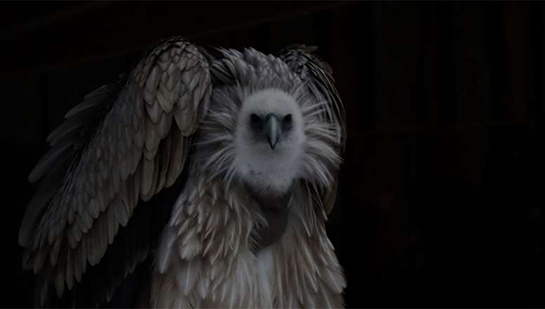 Equarrisseurs de Hippolyte Burkhart-Uhlen, produit par Sancho & co