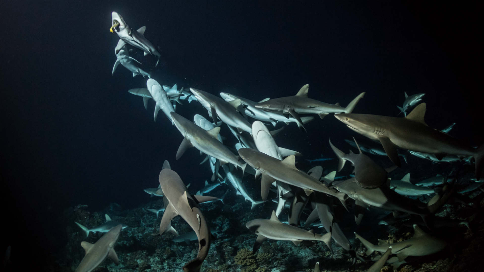 700 requins dans la nuit