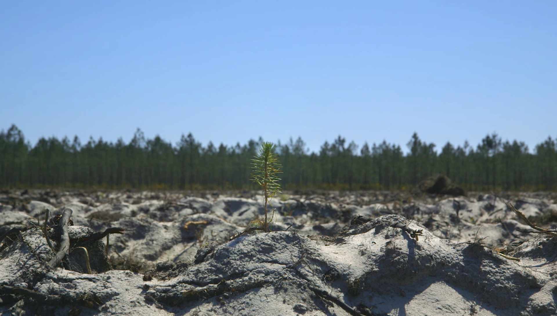 Le temps des forêts