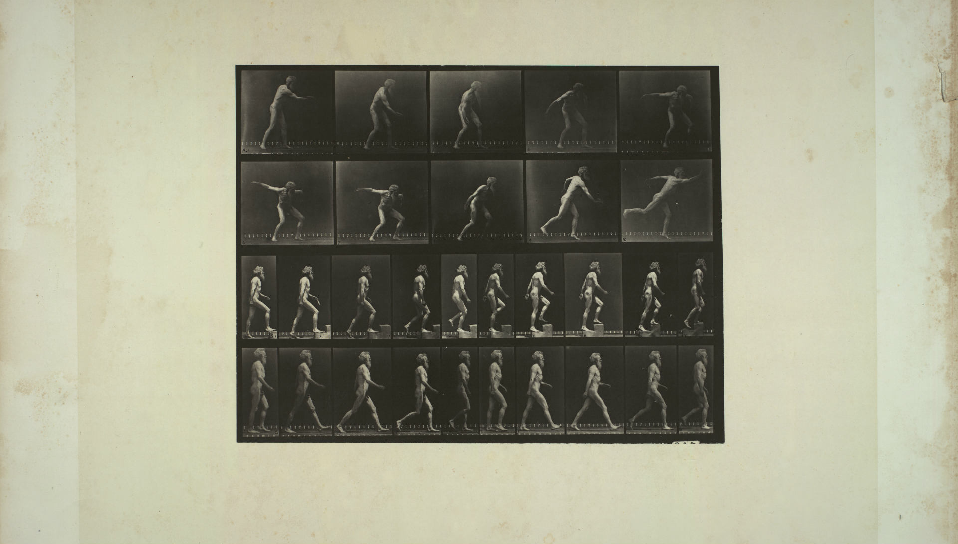 Muybridge Eadweard, Animal locomotion male (nude). Pl n°519  A throwning a disk. B ascending a step. C  walking. Photographie. 78.30 x 61.20 cm. 